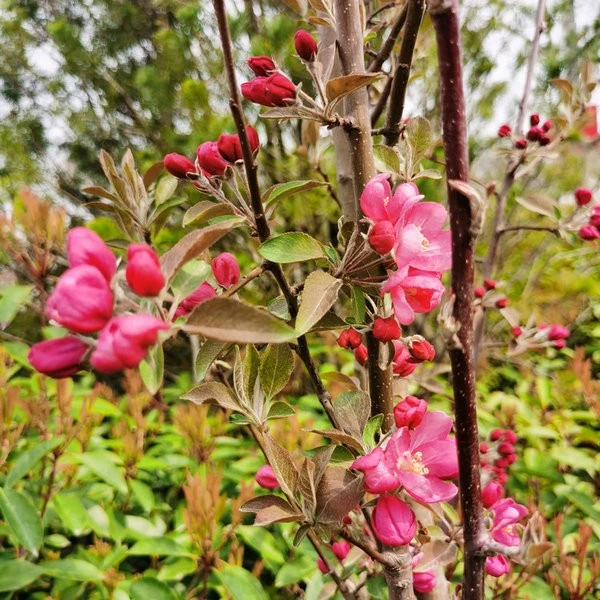 malus (3)
