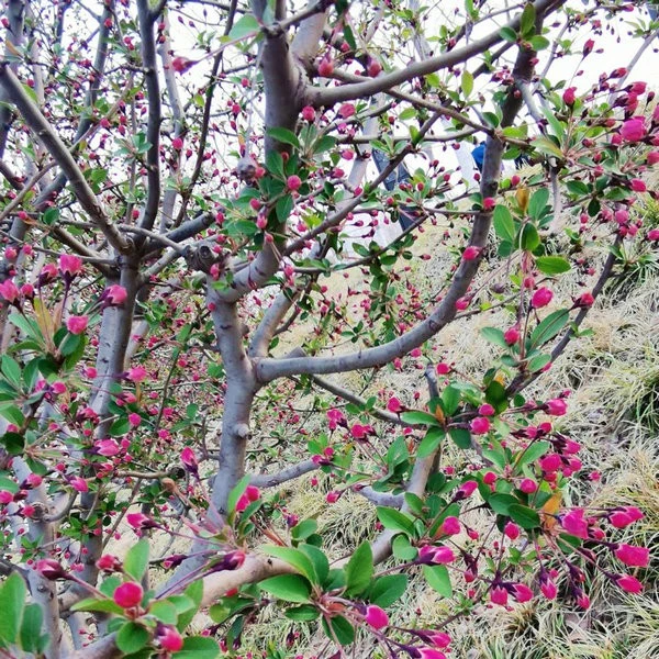 malus (2)