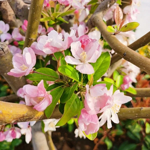 malus (4)