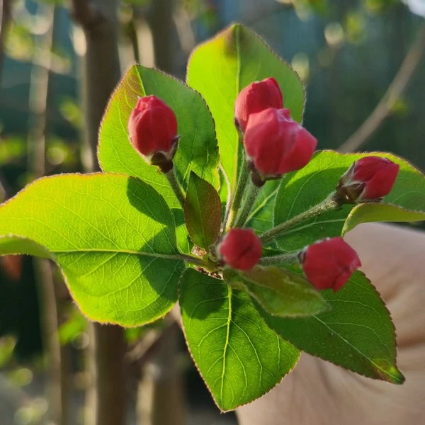 malus (2)