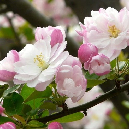 malus (8)