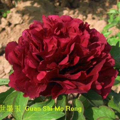 Siyah şakayık fideleri